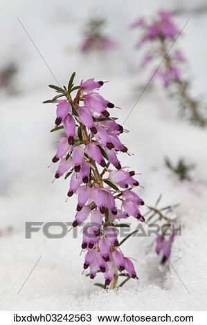 "Spring Heath (Erica carnea), Germany, Europe" View Large Photo Image Stock Image - "Spring Heath (Erica carnea), Germany, Europe". Fotosearch