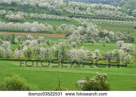 "Spring landscape with flowering cherry trees (Prunus avium), Weissenohe, Franconian Switzerland, Upper Franconia, Bavaria, Germany, Europe" View Large Photo Image Stock Image - "Spring landscape with flowering cherry trees (Prunus avium), Weissenohe, Franconian Switzerland, Upper Franconia, Bavaria, Germany, Europe". Fotosearch
