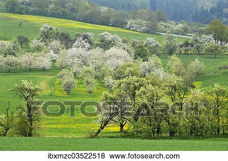 Stock Photo - "Spring landscape with flowering cherry trees (Prunus avium), Weissenohe, Franconian Switzerland, Upper Franconia, Bavaria, Germany, Europe". Fotosearch