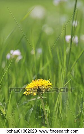 Stock Photo - Spring meadow. Fotosearch