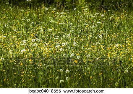 "Spring meadow with dandelions (Taraxacum sect. Ruderalia) and Buttercup (Ranunculus), Bavaria, Germany, Europe" View Large Photo Image Stock Photography - "Spring meadow with dandelions (Taraxacum sect. Ruderalia) and Buttercup (Ranunculus), Bavaria, Germany, Europe". Fotosearch