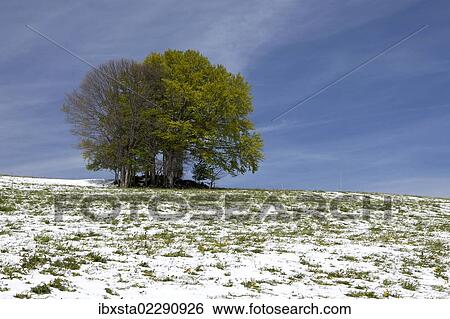 "Spring meadow with snow near St. Peter, Black Forest, Baden-Wuerttemberg, Germany, Europe" View Large Photo Image Stock Photograph - "Spring meadow with snow near St. Peter, Black Forest, Baden-Wuerttemberg, Germany, Europe". Fotosearch