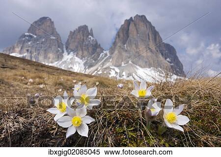 "Spring Pasque flowers (Pulsatilla vernalis, Anemone vernalis) on the Plan da Cuzin below the peak of Langkofel or Sassolungo, Dolomites, Italy, Europe" View Large Photo Image Stock Photography - "Spring Pasque flowers (Pulsatilla vernalis, Anemone vernalis) on the Plan da Cuzin below the peak of Langkofel or Sassolungo, Dolomites, Italy, Europe". Fotosearch