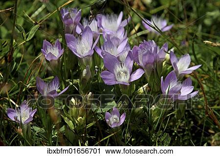 "Spring Pasque or Spring Pasque Flower (Pulsatilla Vernalis), Hohe Tauern National Park, Austria, Europe" View Large Photo Image Stock Image - "Spring Pasque or Spring Pasque Flower (Pulsatilla Vernalis), Hohe Tauern National Park, Austria, Europe". Fotosearch