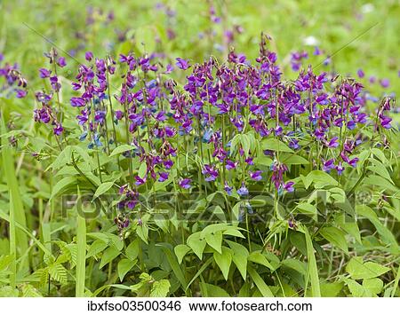 "Spring Pea or Spring Vetchling (Lathyrus vernus), Thuringia, Germany, Europe" View Large Photo Image Stock Photograph - "Spring Pea or Spring Vetchling (Lathyrus vernus), Thuringia, Germany, Europe". Fotosearch