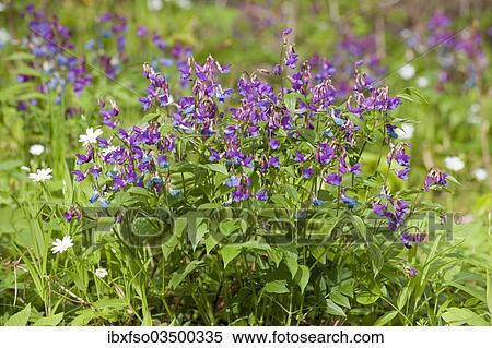 Stock Photography - "Spring Pea or Spring Vetchling (Lathyrus vernus), Thuringia, Germany, Europe". Fotosearch