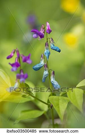 "Spring Pea or Spring Vetchling (Lathyrus vernus), Hainich National Park, Thuringia, Germany, Europe" View Large Photo Image Stock Photography - "Spring Pea or Spring Vetchling (Lathyrus vernus), Hainich National Park, Thuringia, Germany, Europe". Fotosearch