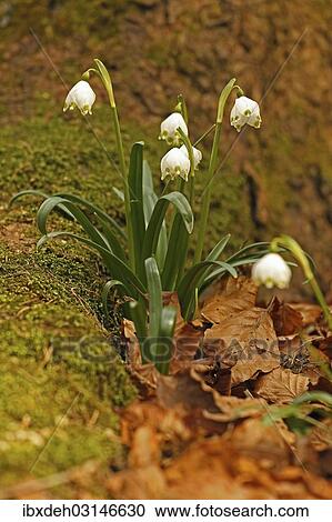 "Spring Snowflake (Leucojum vernum), Bavaria, Germany, Europe" View Large Photo Image Stock Image - "Spring Snowflake (Leucojum vernum), Bavaria, Germany, Europe". Fotosearch