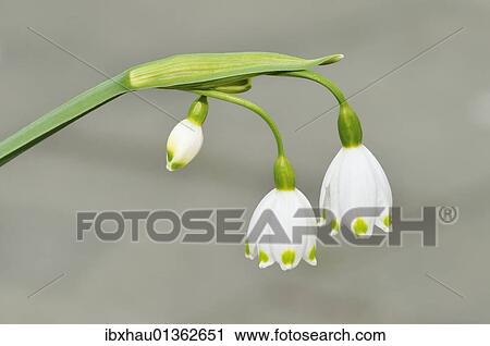 Spring Snowflake (Leucojum vernum) View Large Photo Image Stock Image - Spring Snowflake (Leucojum vernum). Fotosearch