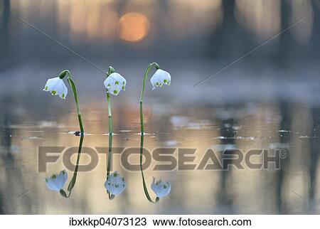 "Spring Snowflake (Leucojum vernum), flowers on flooded floodplains at sunset, Leipzig, Saxony, Germany, Europe" View Large Photo Image Stock Image - "Spring Snowflake (Leucojum vernum), flowers on flooded floodplains at sunset, Leipzig, Saxony, Germany, Europe". Fotosearch