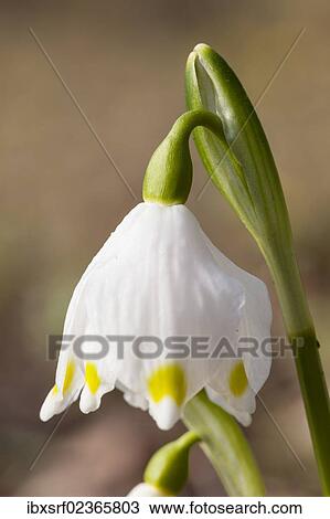 "Spring Snowflake (Leucojum vernum), Hesse, Germany, Europe" View Large Photo Image Stock Image - "Spring Snowflake (Leucojum vernum), Hesse, Germany, Europe". Fotosearch