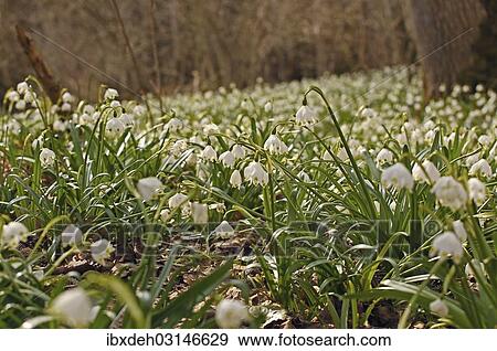 "Spring Snowflake (Leucojum vernum), Bavaria, Germany, Europe" View Large Photo Image Stock Photo - "Spring Snowflake (Leucojum vernum), Bavaria, Germany, Europe". Fotosearch