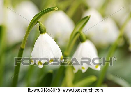 Stock Photo - Spring snowflake (Leucojum vernum). Fotosearch