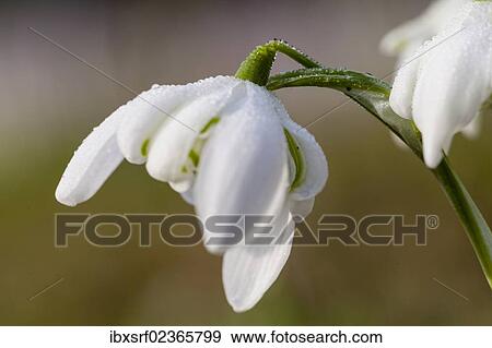 "Spring Snowflake (Leucojum vernum), Hesse, Germany, Europe" View Large Photo Image Stock Photo - "Spring Snowflake (Leucojum vernum), Hesse, Germany, Europe". Fotosearch