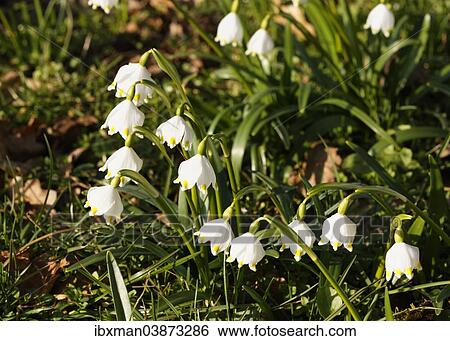 "Spring Snowflake (Leucojum vernum), Bavaria, Germany, Europe" View Large Photo Image Stock Photograph - "Spring Snowflake (Leucojum vernum), Bavaria, Germany, Europe". Fotosearch