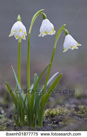 Spring snowflake (Leucojum vernum) View Large Photo Image Stock Photography - Spring snowflake (Leucojum vernum). Fotosearch