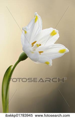 "Spring Snowflake (Leucojum vernum), Leipziger Auwald, Saxony, Germany, Europe" View Large Photo Image Stock Photography - "Spring Snowflake (Leucojum vernum), Leipziger Auwald, Saxony, Germany, Europe". Fotosearch