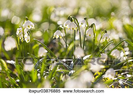 "Spring Snowflake (Leucojum vernum), Saxony, Germany, Europe" View Large Photo Image Stock Photography - "Spring Snowflake (Leucojum vernum), Saxony, Germany, Europe". Fotosearch