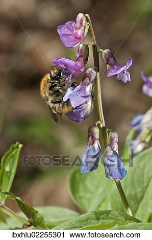 "Spring Vetchling or Vetch or Spring Pea (Lathyrus vernus), flowering branch, Untergroeningen, Baden-Wuerttemberg, Germany, Europe" View Large Photo Image Stock Image - "Spring Vetchling or Vetch or Spring Pea (Lathyrus vernus), flowering branch, Untergroeningen, Baden-Wuerttemberg, Germany, Europe". Fotosearch