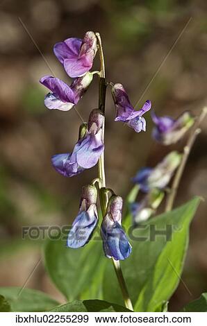"Spring Vetchling or Vetch or Spring Pea (Lathyrus vernus), flowering branch, Untergroeningen, Baden-Wuerttemberg, Germany, Europe" View Large Photo Image Stock Photo - "Spring Vetchling or Vetch or Spring Pea (Lathyrus vernus), flowering branch, Untergroeningen, Baden-Wuerttemberg, Germany, Europe". Fotosearch
