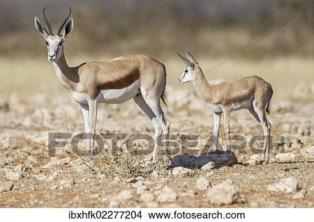 "Springbok (Antidorcas marsupialis) and young, Etosha National Park, Namibia, Africa" View Large Photo Image Picture - "Springbok (Antidorcas marsupialis) and young, Etosha National Park, Namibia, Africa". Fotosearch