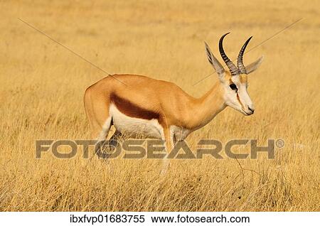 "Springbok (Antidorcas marsupialis) in the high grass of the Kgalagadi Transfrontier Park, Kalahari, South Africa, Africa" View Large Photo Image Stock Photography - "Springbok (Antidorcas marsupialis) in the high grass of the Kgalagadi Transfrontier Park, Kalahari, South Africa, Africa". Fotosearch