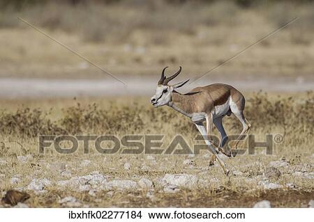 Picture - "Springbok (Antidorcas marsupialis), Etosha National Park, Namibia, Africa". Fotosearch