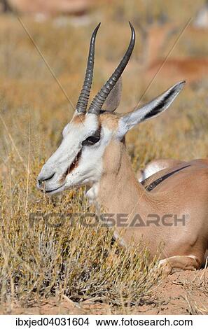 "Springbok (Antidorcas marsupialis), lying in dry grass, Kgalagadi Transfrontier Park, Northern Cape, South Africa, Africa" View Large Photo Image Picture - "Springbok (Antidorcas marsupialis), lying in dry grass, Kgalagadi Transfrontier Park, Northern Cape, South Africa, Africa". Fotosearch