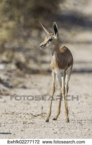 "Springbok (Antidorcas marsupialis), Etosha National Park, Namibia, Africa" View Large Photo Image Stock Image - "Springbok (Antidorcas marsupialis), Etosha National Park, Namibia, Africa". Fotosearch
