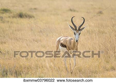 "Springbok (Antidorcas marsupialis), Etosha National Park, Namibia, Africa" View Large Photo Image Stock Image - "Springbok (Antidorcas marsupialis), Etosha National Park, Namibia, Africa". Fotosearch