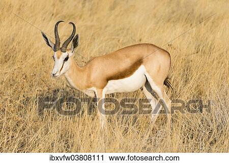"Springbok (Antidorcas marsupialis), Etosha National Park, Namibia, Africa" View Large Photo Image Stock Image - "Springbok (Antidorcas marsupialis), Etosha National Park, Namibia, Africa". Fotosearch