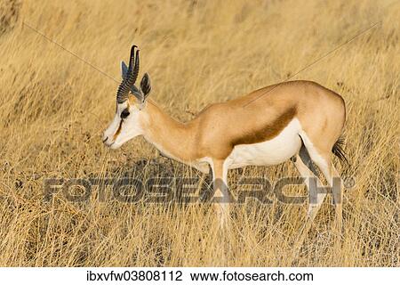 "Springbok (Antidorcas marsupialis), Etosha National Park, Namibia, Africa" View Large Photo Image Stock Image - "Springbok (Antidorcas marsupialis), Etosha National Park, Namibia, Africa". Fotosearch
