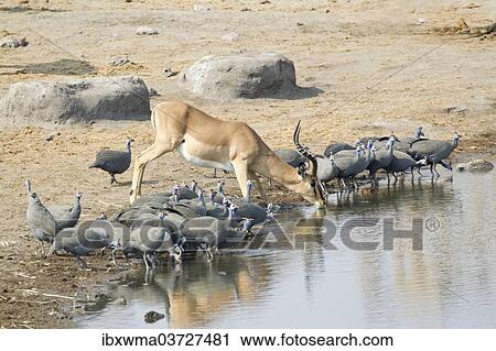 Stock Image - "Springbok (Antidorcas marsupialis) drinking at a waterhole, Etosha National Park, Namibia, Africa". Fotosearch