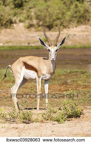 "Springbok (Antidorcas marsupialis), Kaokoland, Namibia, Africa" View Large Photo Image Stock Image - "Springbok (Antidorcas marsupialis), Kaokoland, Namibia, Africa". Fotosearch