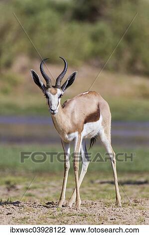Stock Image - "Springbok (Antidorcas marsupialis), Hoarusib, Kaokoland, Namibia, Africa". Fotosearch