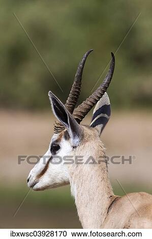 "Springbok (Antidorcas marsupialis), Hoarusib, Kaokoland, Namibia, Africa" View Large Photo Image Stock Image - "Springbok (Antidorcas marsupialis), Hoarusib, Kaokoland, Namibia, Africa". Fotosearch