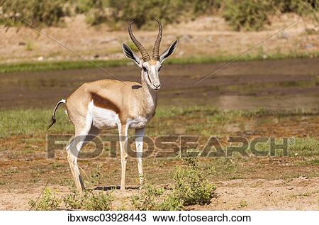 "Springbok (Antidorcas marsupialis), Kaokoland, Namibia, Africa" View Large Photo Image Stock Image - "Springbok (Antidorcas marsupialis), Kaokoland, Namibia, Africa". Fotosearch