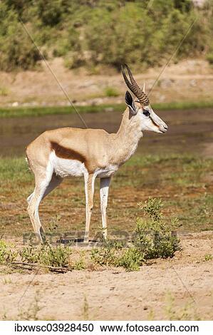 "Springbok (Antidorcas marsupialis), Kaokoland, Namibia, Africa" View Large Photo Image Stock Image - "Springbok (Antidorcas marsupialis), Kaokoland, Namibia, Africa". Fotosearch