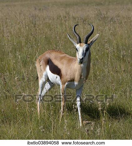 "Springbok (Antidorcas marsupialis), Eastern Cape, South Africa, Africa" View Large Photo Image Stock Photo - "Springbok (Antidorcas marsupialis), Eastern Cape, South Africa, Africa". Fotosearch
