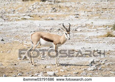 "Springbok (Antidorcas marsupialis), Etosha National Park, Namibia, Africa" View Large Photo Image Stock Photograph - "Springbok (Antidorcas marsupialis), Etosha National Park, Namibia, Africa". Fotosearch