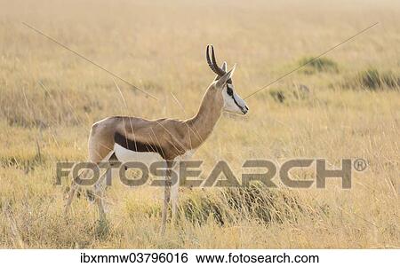 "Springbok (Antidorcas marsupialis), Etosha National Park, Namibia, Africa" View Large Photo Image Stock Photograph - "Springbok (Antidorcas marsupialis), Etosha National Park, Namibia, Africa". Fotosearch