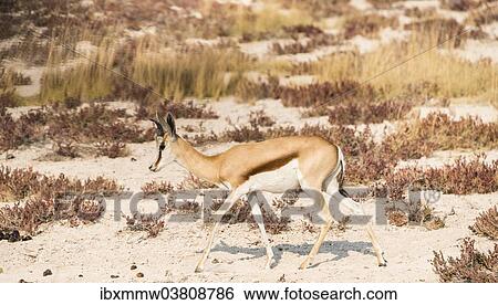 "Springbok (Antidorcas marsupialis), Etosha National Park, Namibia, Africa" View Large Photo Image Stock Photograph - "Springbok (Antidorcas marsupialis), Etosha National Park, Namibia, Africa". Fotosearch