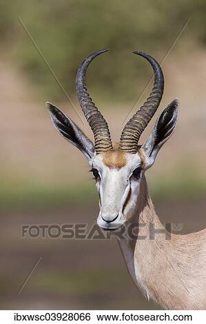 "Springbok (Antidorcas marsupialis), Hoarusib, Kaokoland, Namibia, Africa" View Large Photo Image Stock Photograph - "Springbok (Antidorcas marsupialis), Hoarusib, Kaokoland, Namibia, Africa". Fotosearch