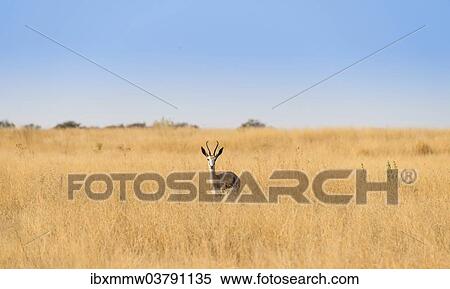 "Springbok (Antidorcas marsupialis), Etosha National Park, Namibia, Africa" View Large Photo Image Stock Photography - "Springbok (Antidorcas marsupialis), Etosha National Park, Namibia, Africa". Fotosearch