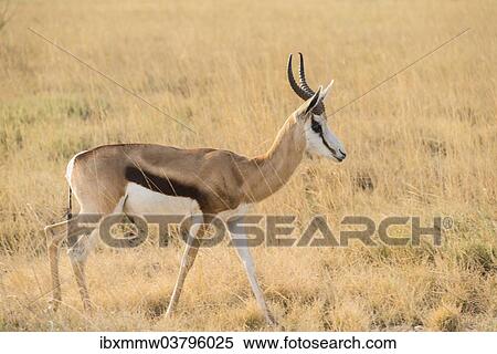 "Springbok (Antidorcas marsupialis), Etosha National Park, Namibia, Africa" View Large Photo Image Stock Photography - "Springbok (Antidorcas marsupialis), Etosha National Park, Namibia, Africa". Fotosearch