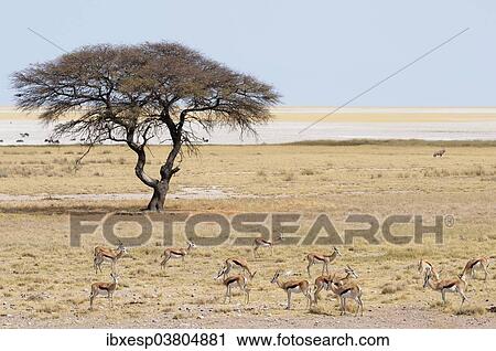 "Springboks (Antidorcas marsupialis) at the Salvadora waterhole, Etosha salt pan at the back, Namibia, Africa" View Large Photo Image Stock Image - "Springboks (Antidorcas marsupialis) at the Salvadora waterhole, Etosha salt pan at the back, Namibia, Africa". Fotosearch