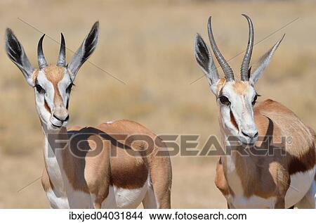 Picture - "Springboks (Antidorcas marsupialis), adult and young, Kgalagadi Transfrontier Park, Northern Cape, South Africa, Africa". Fotosearch