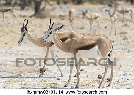 "Springboks (Antidorcas marsupialis), Etosha National Park, Namibia, Africa" View Large Photo Image Picture - "Springboks (Antidorcas marsupialis), Etosha National Park, Namibia, Africa". Fotosearch