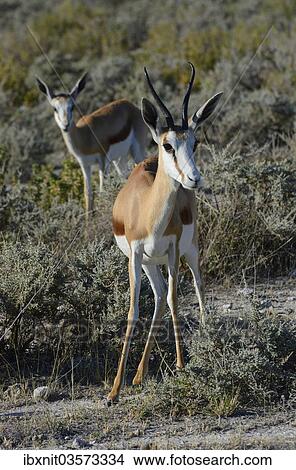 "Springboks (Antidorcas marsupialis), Etosha Park, Oshikoto Region, Etosha National Park, Namibia, Africa" View Large Photo Image Picture - "Springboks (Antidorcas marsupialis), Etosha Park, Oshikoto Region, Etosha National Park, Namibia, Africa". Fotosearch