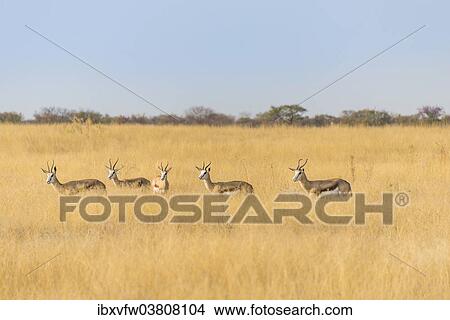 "Springboks (Antidorcas marsupialis), Etosha National Park, Namibia, Africa" View Large Photo Image Picture - "Springboks (Antidorcas marsupialis), Etosha National Park, Namibia, Africa". Fotosearch
